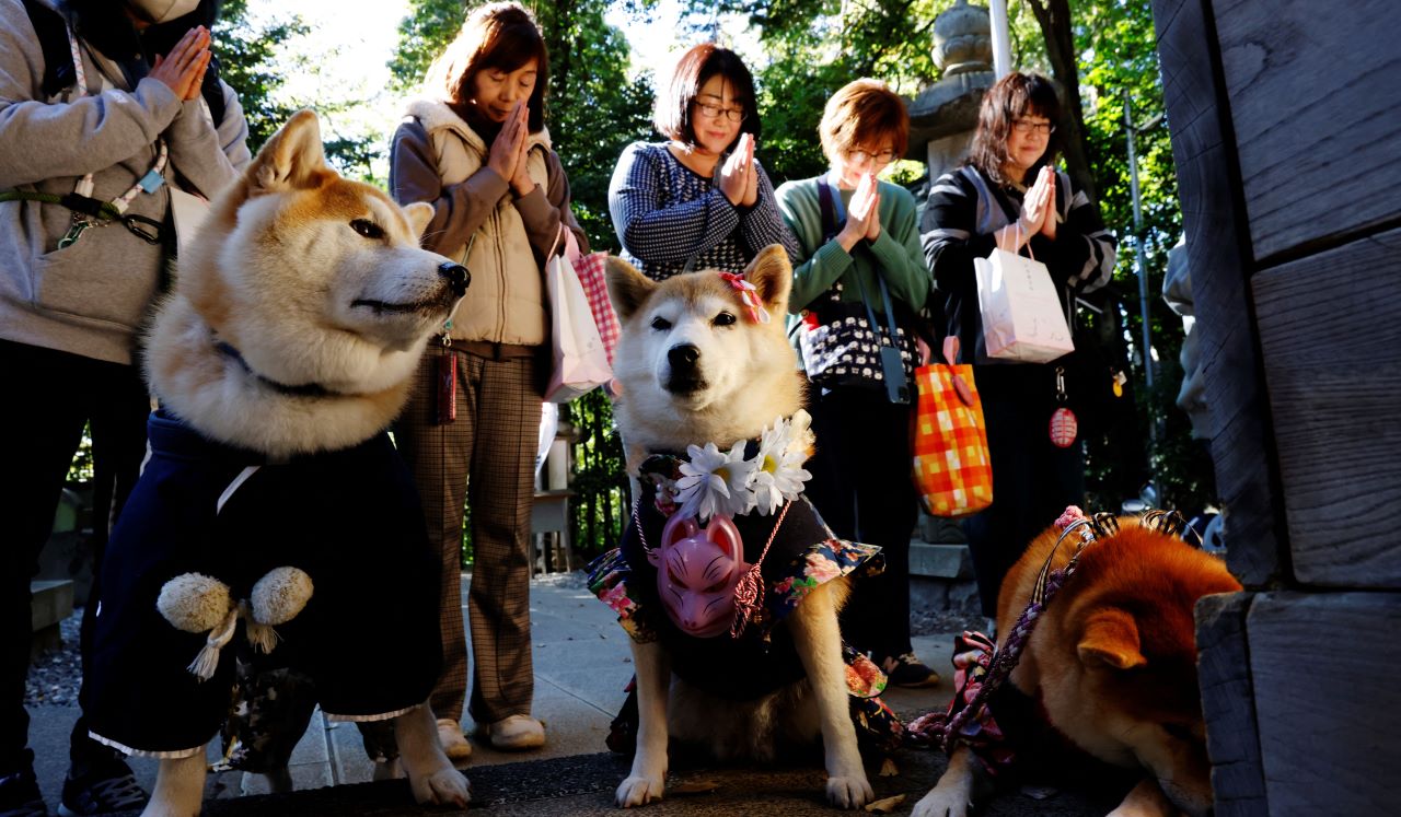 japánok felnőtté válás napja kutyák